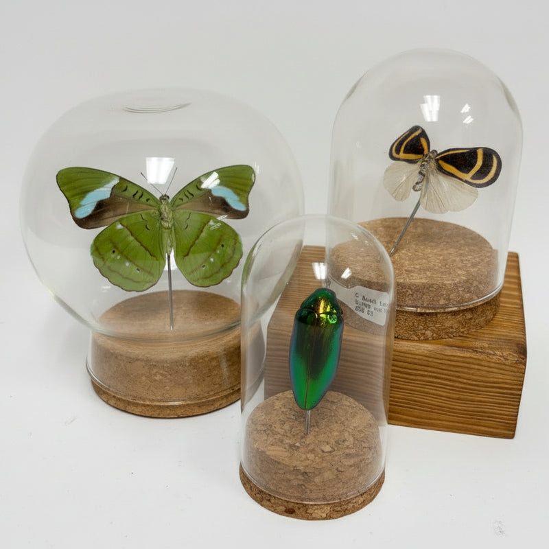 Insect Glass Cloche